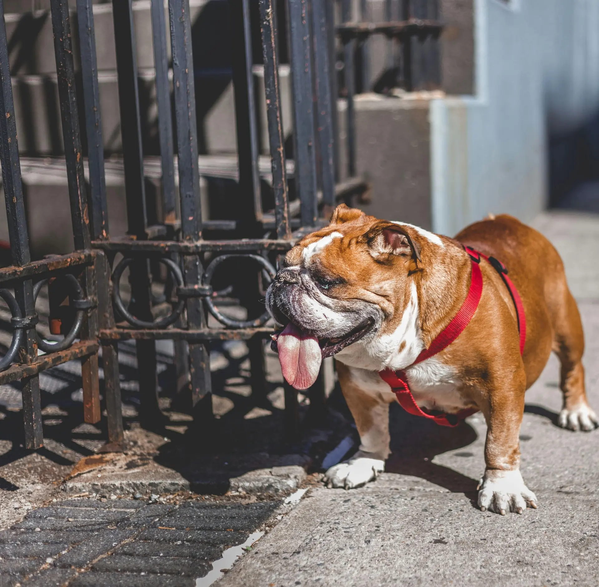 Los cinco perros más populares